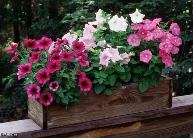 Pin by Shelia Payne on Country gardens Flower garden design, Beautiful flowers g