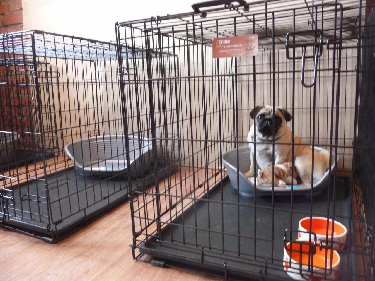 Кошачий приют. Домашняя передержка животных. Гостиница для животных рязань. Большая крыса в краснодаре. Платная передержка животных.