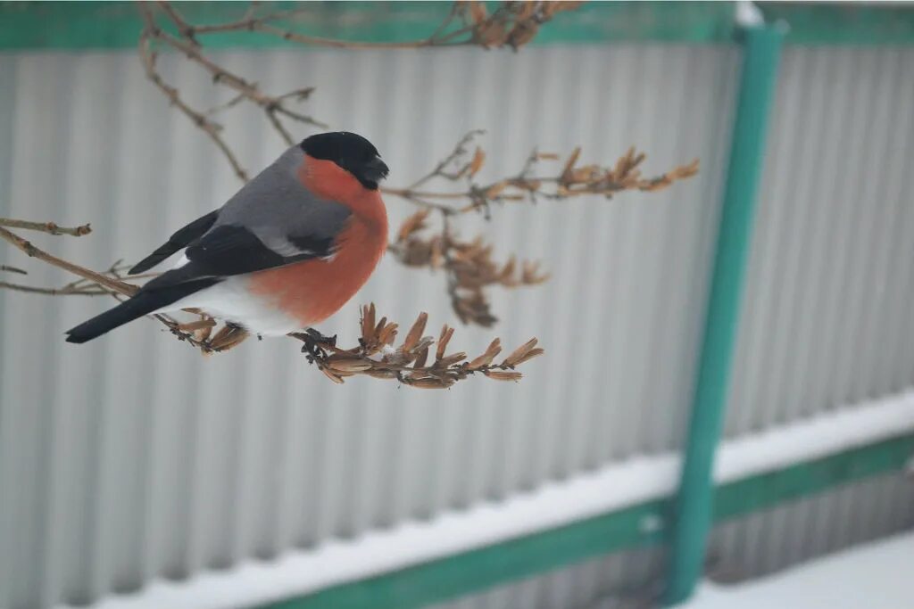 ворона синица воробей. снегирь синица воробей. лазоревка сорока. птица синица и снегирь и воробей. синичка воробей снегирь.