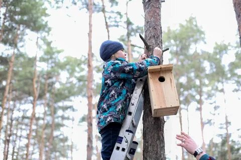 Друзья смастерили скворечника повесили его на березу