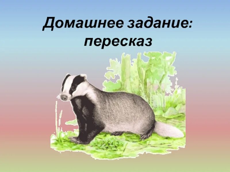 Идея произведения барсучий нос. К. Паустовский "барсучий нос". Иллюстрация к рассказу барсучий нос Паустовский. Презентация барсучий нос. Барсучий нос план.