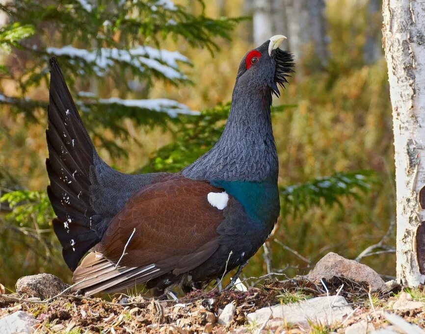 Глухарь (Tetrao urogallus). Обыкновенный Глухарь Косач. Обыкновенный Глухарь (Tetrao urogallus). Курообразные тетерев. Глухарь и глухарка