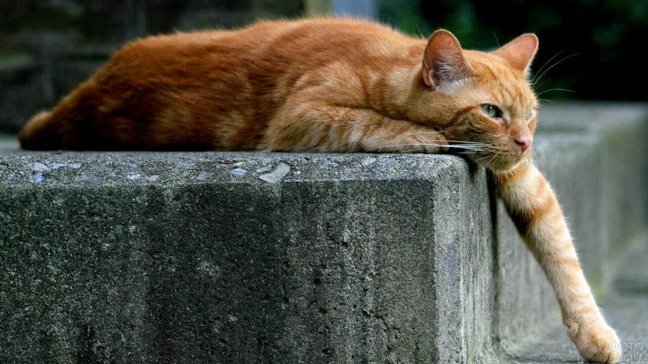 Рыжий кот. Рыжая кошка. Рыжий котик. Кошка лежит. Свесив набок длинный розовый язык