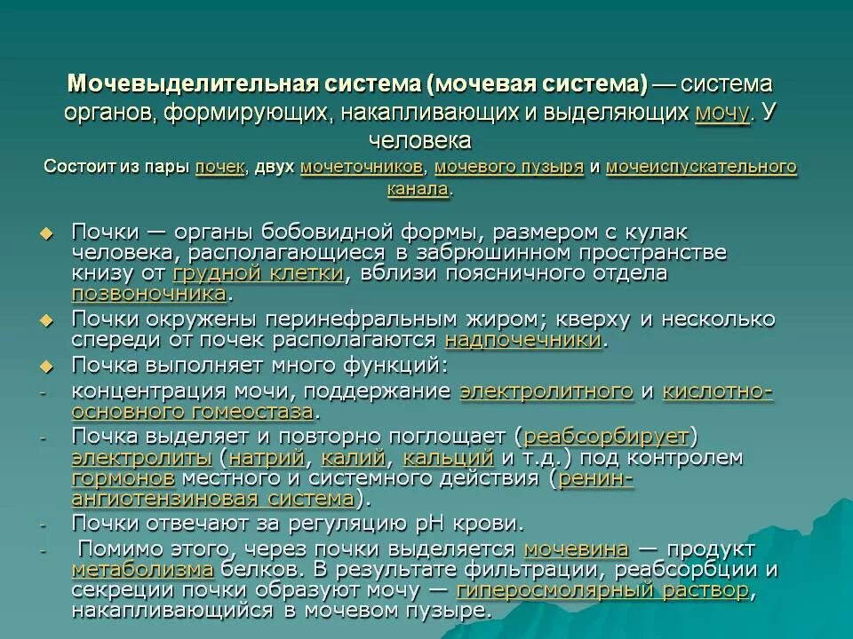 Формируются органы и их системы. Классификация мочевыделительных органов. классификация заболеваний мочевыделительной системы. мочевительная система.