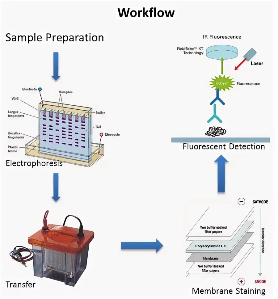 Вестерн-блот-гибридизация. Western blot схема. Метод вестерн блот. Вестерн блоттинг схема. Western blot схема.