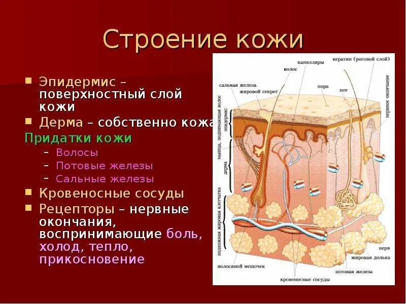 Опорная функция кожи. Эпидермис 2) дерма 3) гиподерма. Слой 1) эпидермис 2) дерма 3) гиподерма. Эпидерма дерма гиподерма. Строение кожи слои дермы.