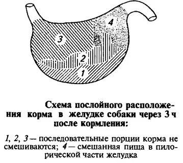 Желудок собаки