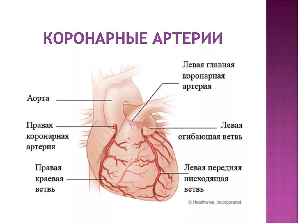 Коронарные артерии кровоснабжают. Коронарные сосуды сердца, венечный круг. Левая огибающая коронарная артерия. Эпикардиальные коронарные артерии. Передняя правая нисходящая коронарная артерия.