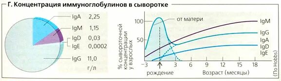 Концентрация иммуноглобулинов. Возрастная динамика иммуноглобулинов. Концентрация иммуноглобулинов в сыворотке. IGG концентрация. Возрастные изменения содержания иммуноглобулинов.