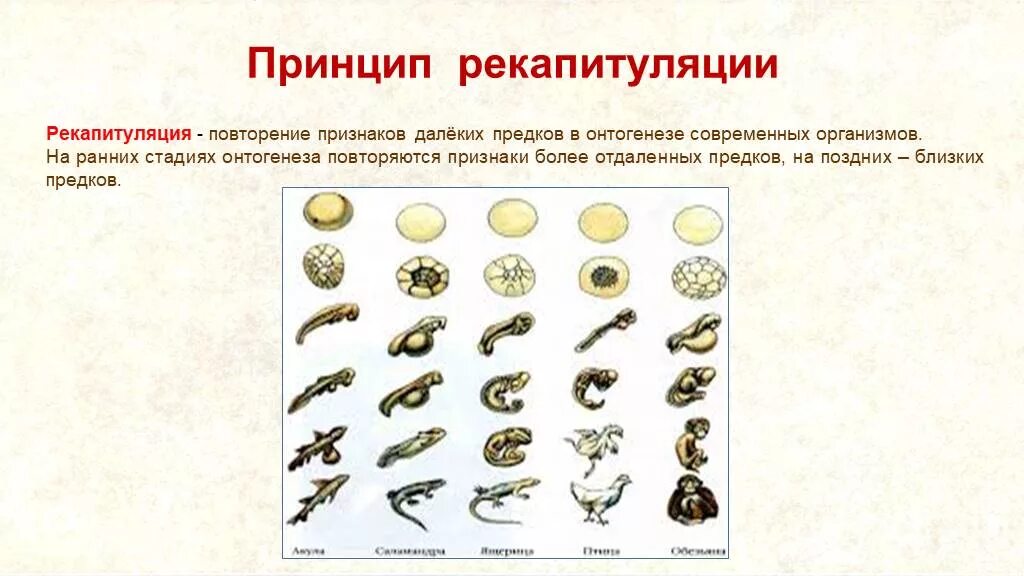 Онтогенез повторяет филогенез на примере позвоночных. Рекапитуляция. Рекапитуляции в онтогенезе человека. Рекапитуляция это в биологии. Примеры рекапитуляции в онтогенезе человека.