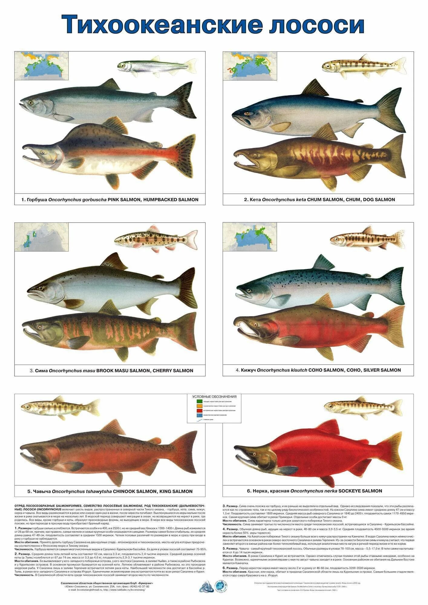 Лососёвые (семейство). Лососевые представители. Виды лососевых рыб. Красная рыба семейства лососевых. Породы красных рыб