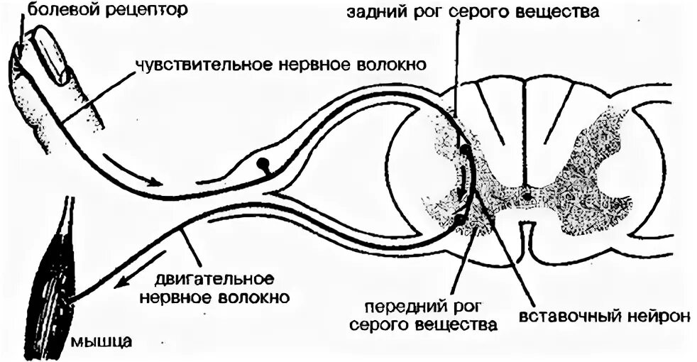 Рога серого вещества