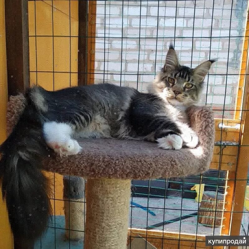 авито котята. авито кошачье. авито кошачье. котенок фолдик. авито котята.