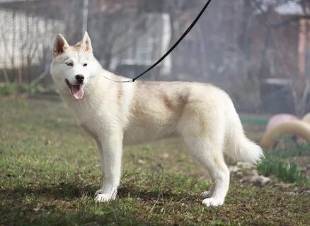 Лайка мэджик