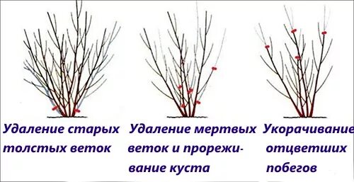 Можно ли обрезать сирень. Сирень куст обрезка. Омоложение куста сирени. Схема обрезки сирени весной. Обрезка сирени осенью.