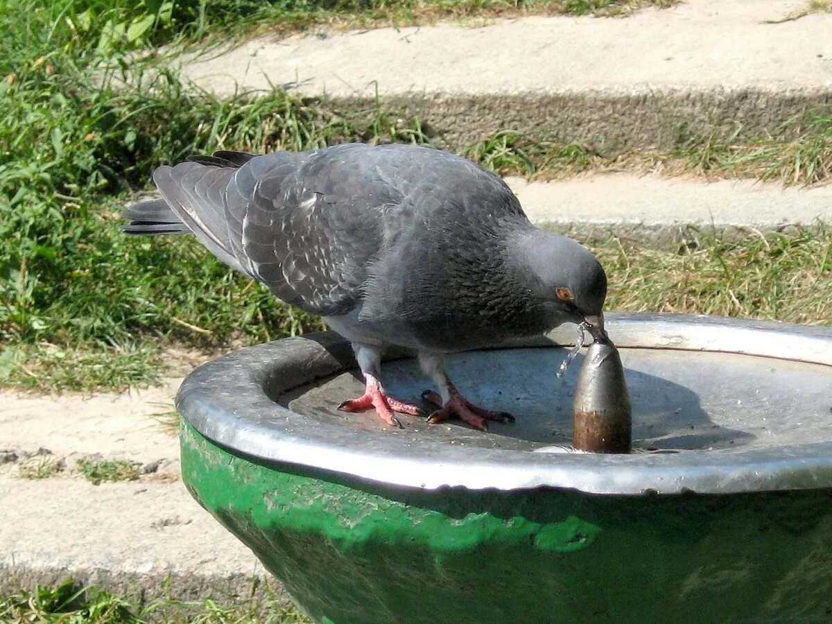 Голубь в воде. Поилка для голубей. водяной голубь. поилка для птиц в саду.