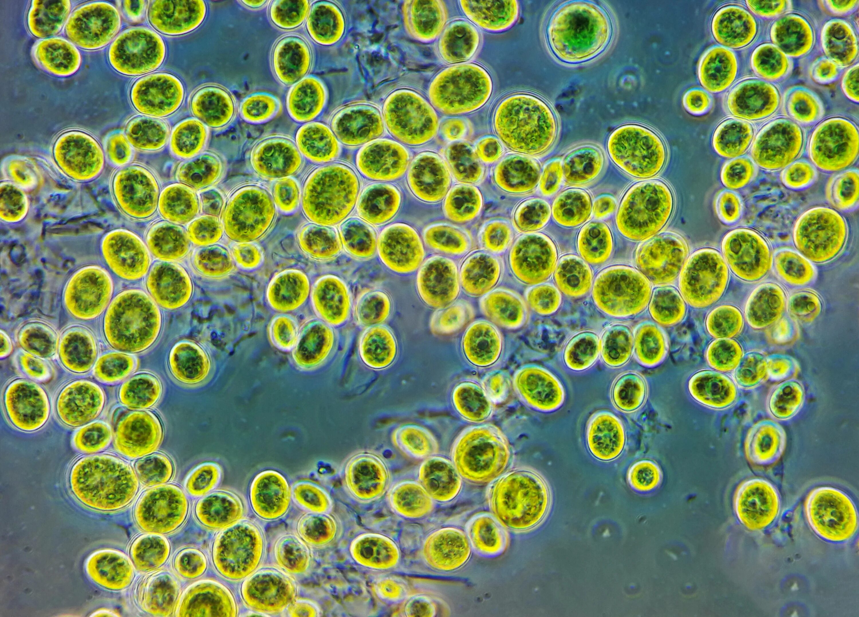 Одноклеточные водоросли произошли