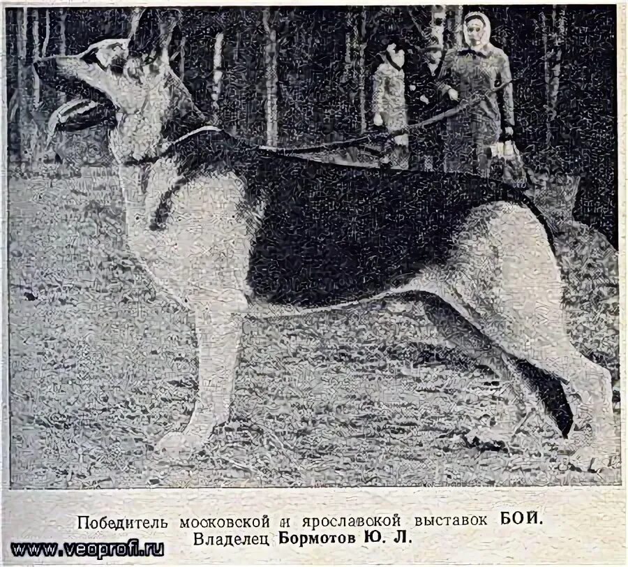 Немецкая овчарка в Украине. История породы