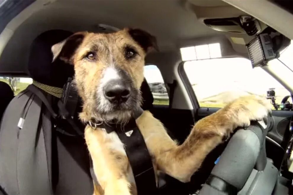 Собака сильно испугалась. Собака за рулем. Водитель животные. Собак за рулем КРУТЫХ машин. Dog Driving car.