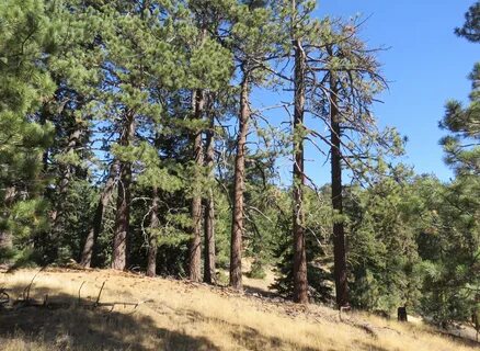 Pine Mountain Campground Los Padres National Forest Recreation.gov.