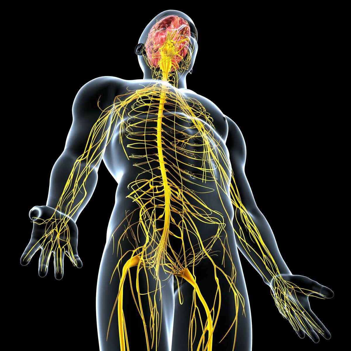 Центральная нервная система анатомия. Организм человека нервная система. Периферическая нервная система анатомия. Нервы человека. Нервы человека анатомия.