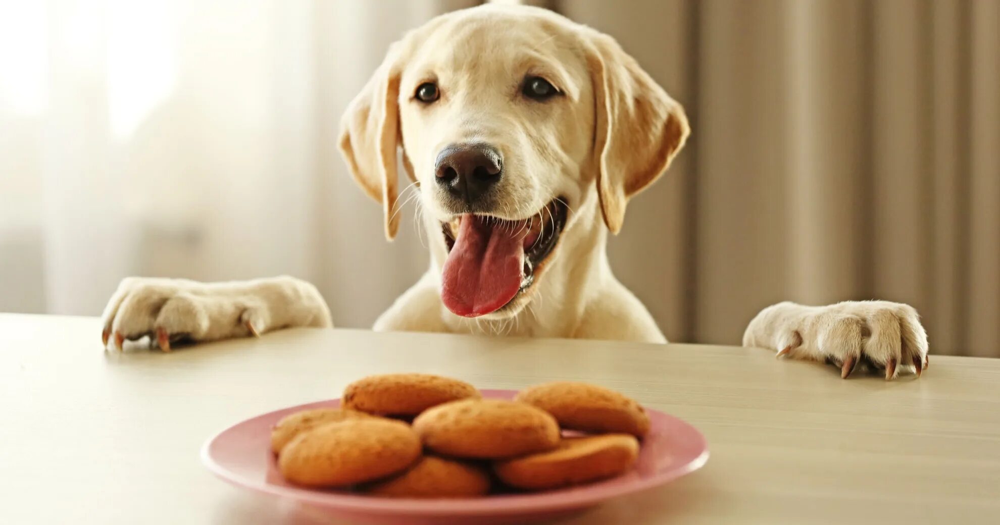 Good pets than dogs. Печенье для собак. Лабрадор с едой. Собака с печеньками. Ретривер и еда.