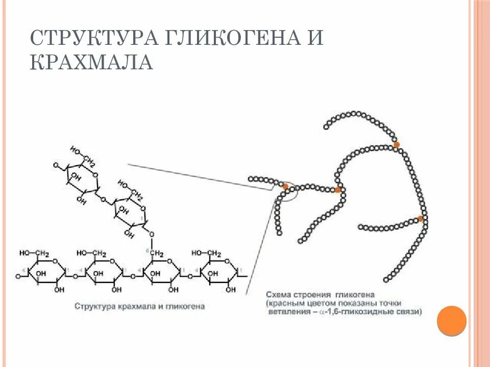 Гликоген выполняет структурную функцию. Строение крахмала и гликогена. отличие крахмала от гликогена. структура гликогена. структура крахмала и гликогена.