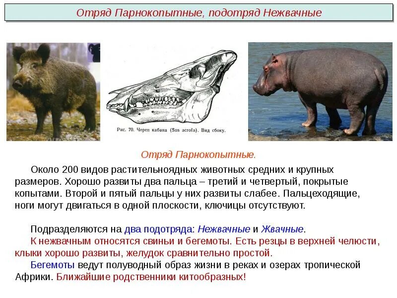 Каковы особенности зубной системы парнокопытных