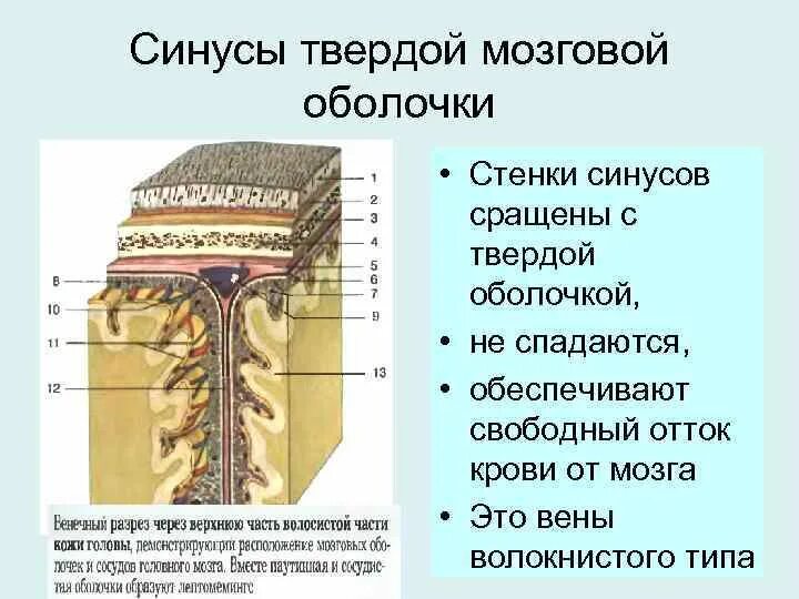 Синусы оболочек головного мозга. Отростки твердой оболочки головного мозга. Строение твердой мозговой оболочки. Оболочки мозга венозные синусы. Твердая мозговая оболочка топографическая анатомия.