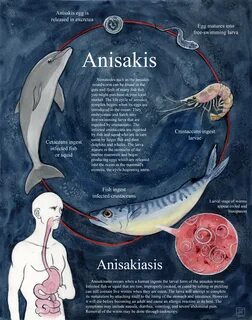 Anisakis simplex основной хозяин