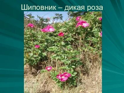 Описание дикой розы