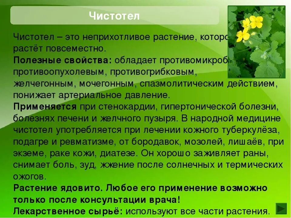 Ем чистотел. Лечебные растения. Чистотел. Лечебные травяные лекарства чистотела. Чистотел лекарственный.