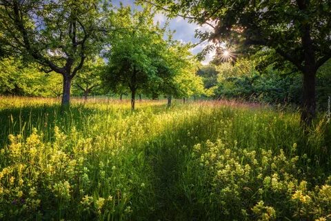 Последняя зелень лета