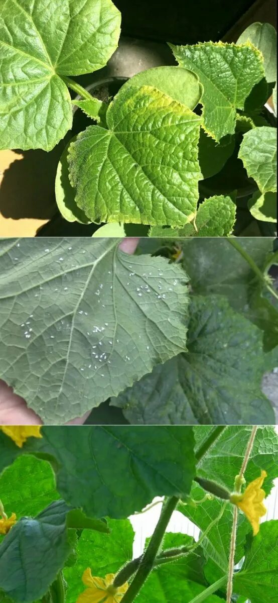 Жёлтый край листа огурца. Пероноспороз рассады огурцов. Аскохитоз огурца. Пожелтение края листа у огурцов. Почему по краям листьев огурцов желтеют.