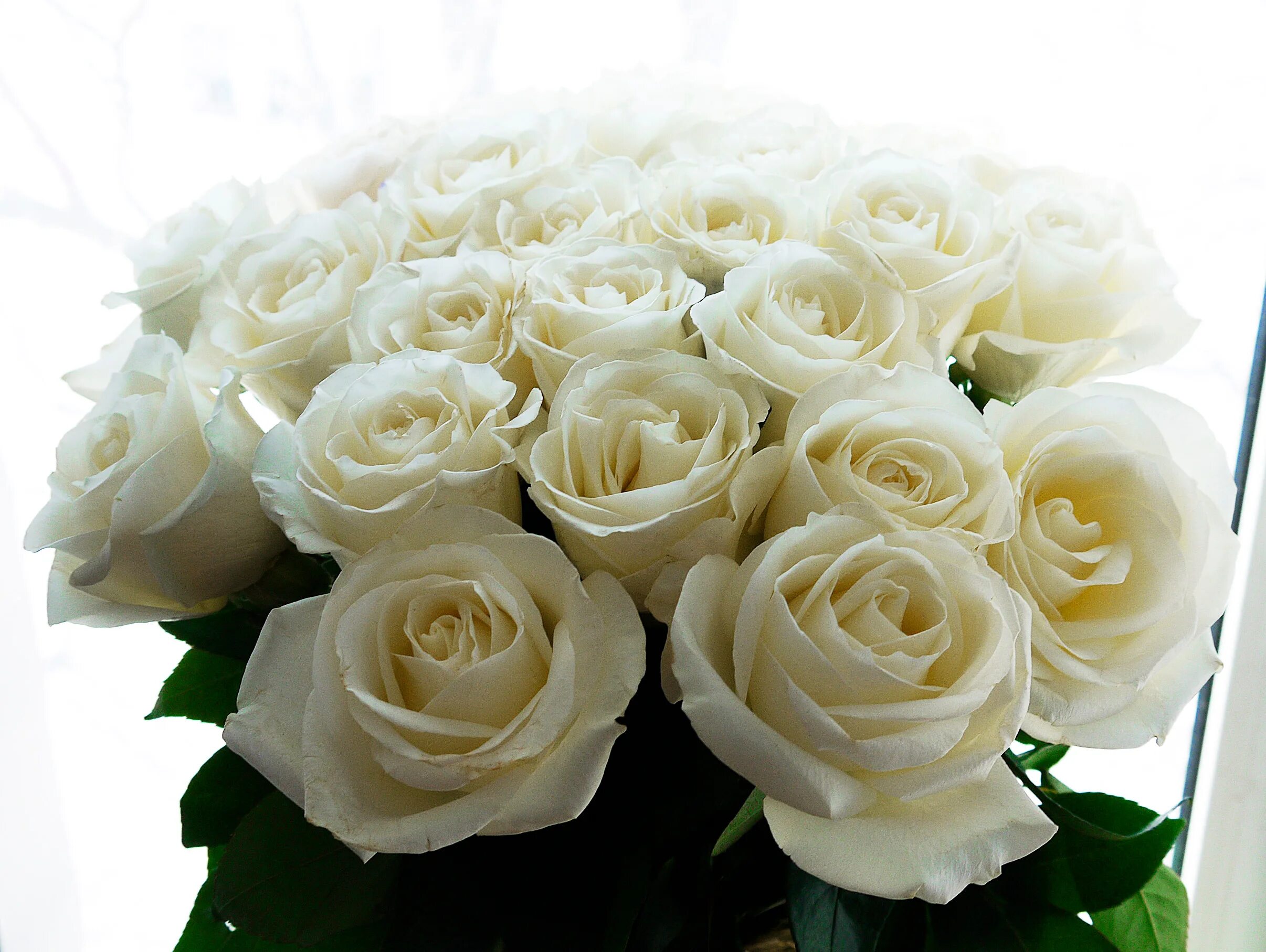 75 Белых роз "Аваланж". Большой букет любимой