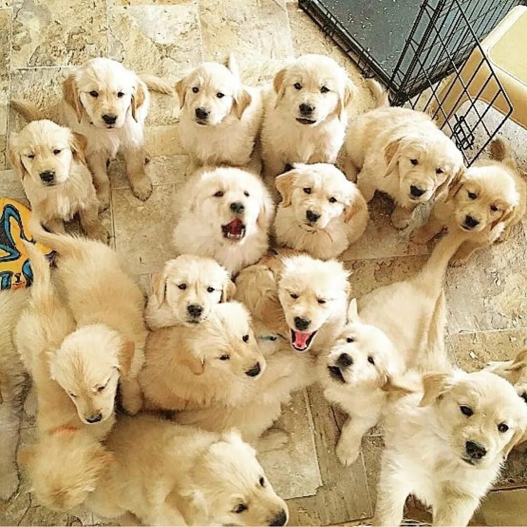 Сиба-ину догги. Много собачек. Много щенков голден ретривера. Много собак разных пород. Много собак.