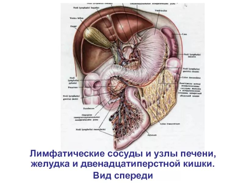 Лимфатические сосуды печени