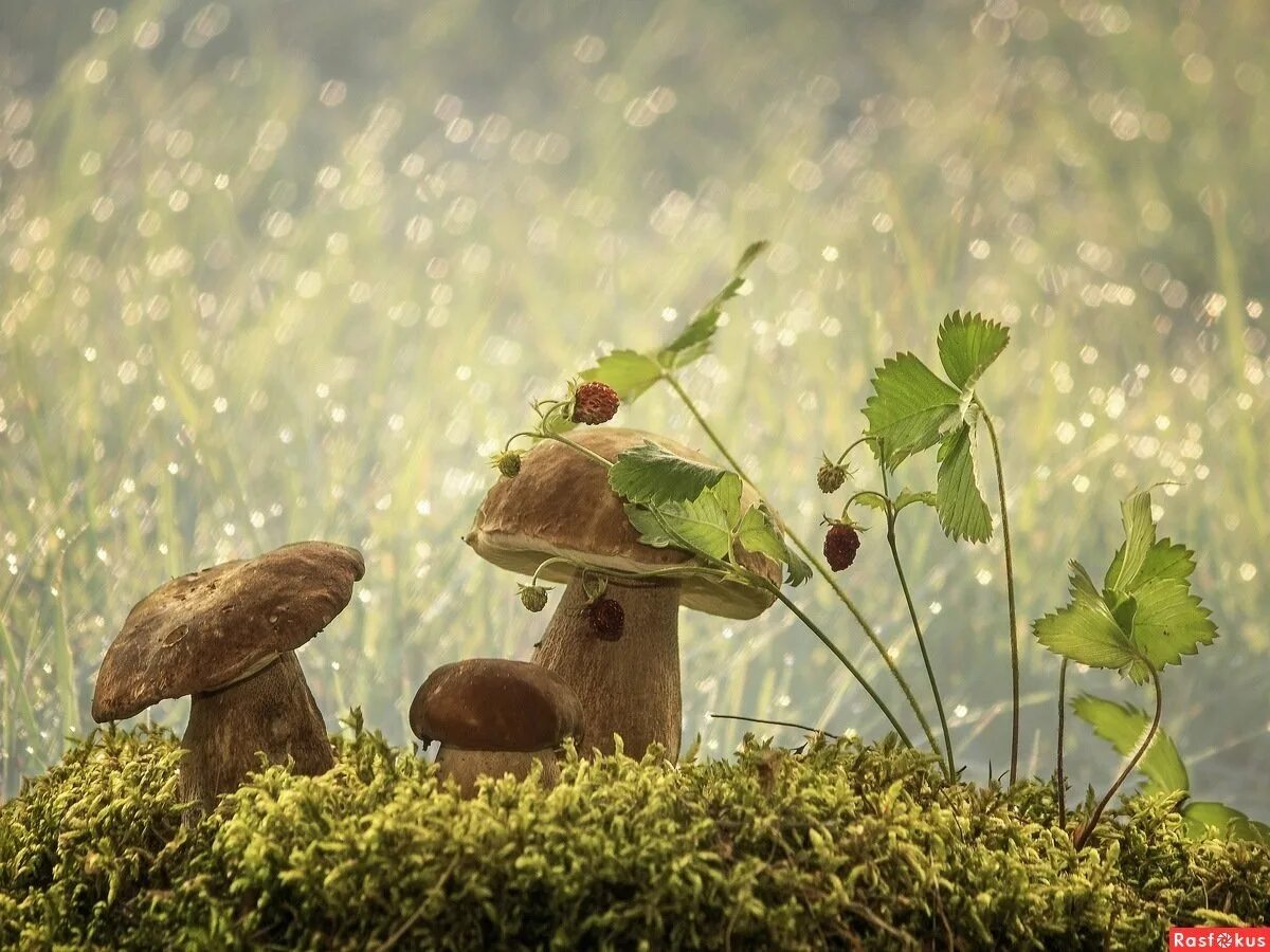 Дождя больше грибов. Грибной дождик. Летний грибной дождь. Грибы в лесу. Пейзаж с грибами.