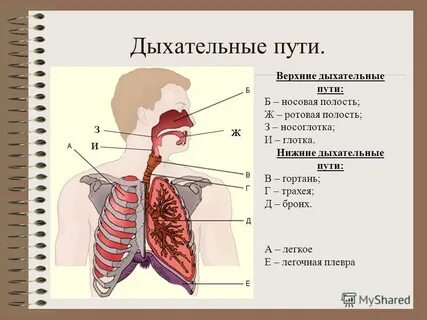 Какие органы образуют систему дыхания