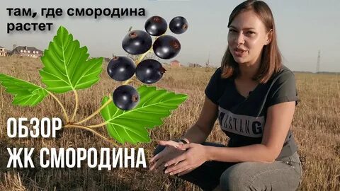 Смородина краснодарская