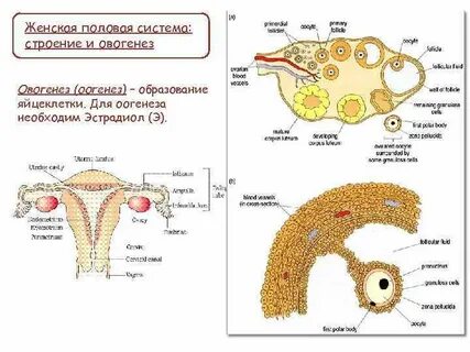 В процессе овогенеза образуется яйцеклетка