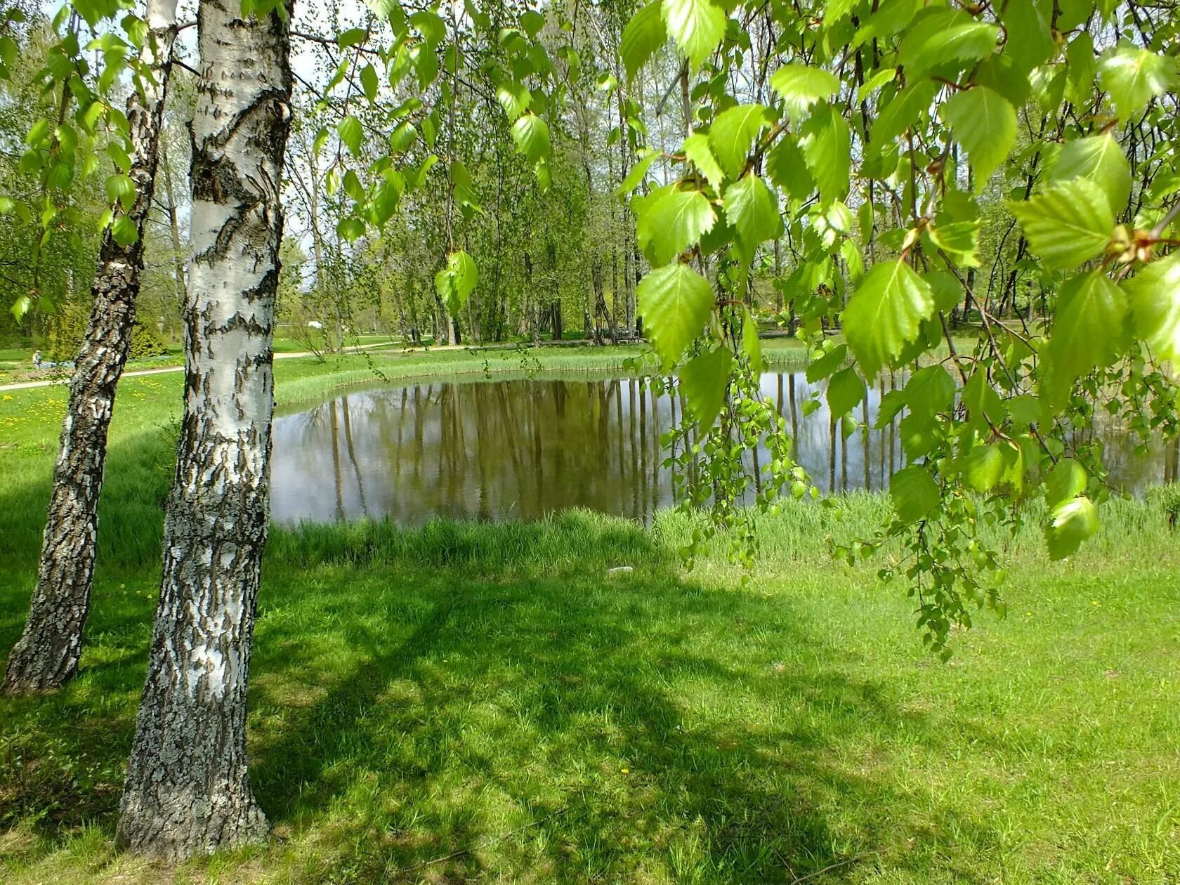 Березы России. Береза летом. Красивая летняя берёзка. Красивая береза. Открой березки