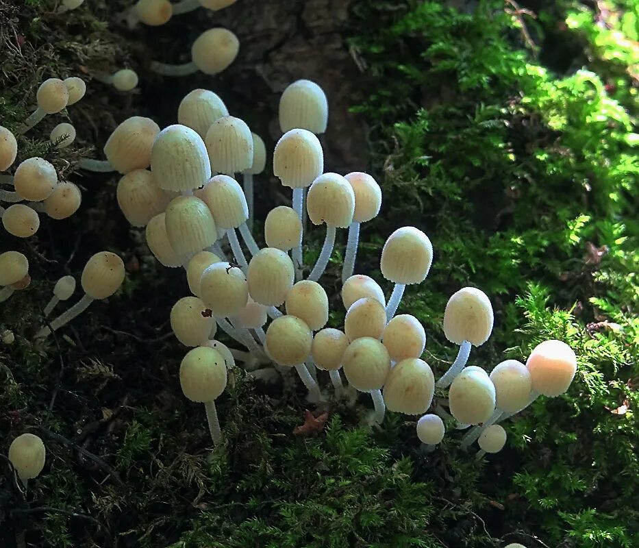 Название низших грибов. Гриб навозник. Низшие грибы. Высшие и низшие грибы. Высшие грибы и низшие грибы.
