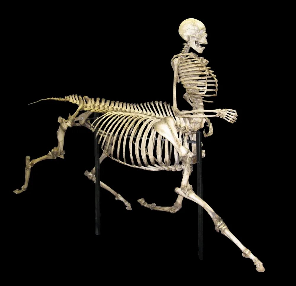 Люди скелеты живые. Скелет кентавра в американском музее. Скелет кентавра. Музей Барнума скелет кентавра. Скелет кентавра в музее Бриджпорте настоящий.