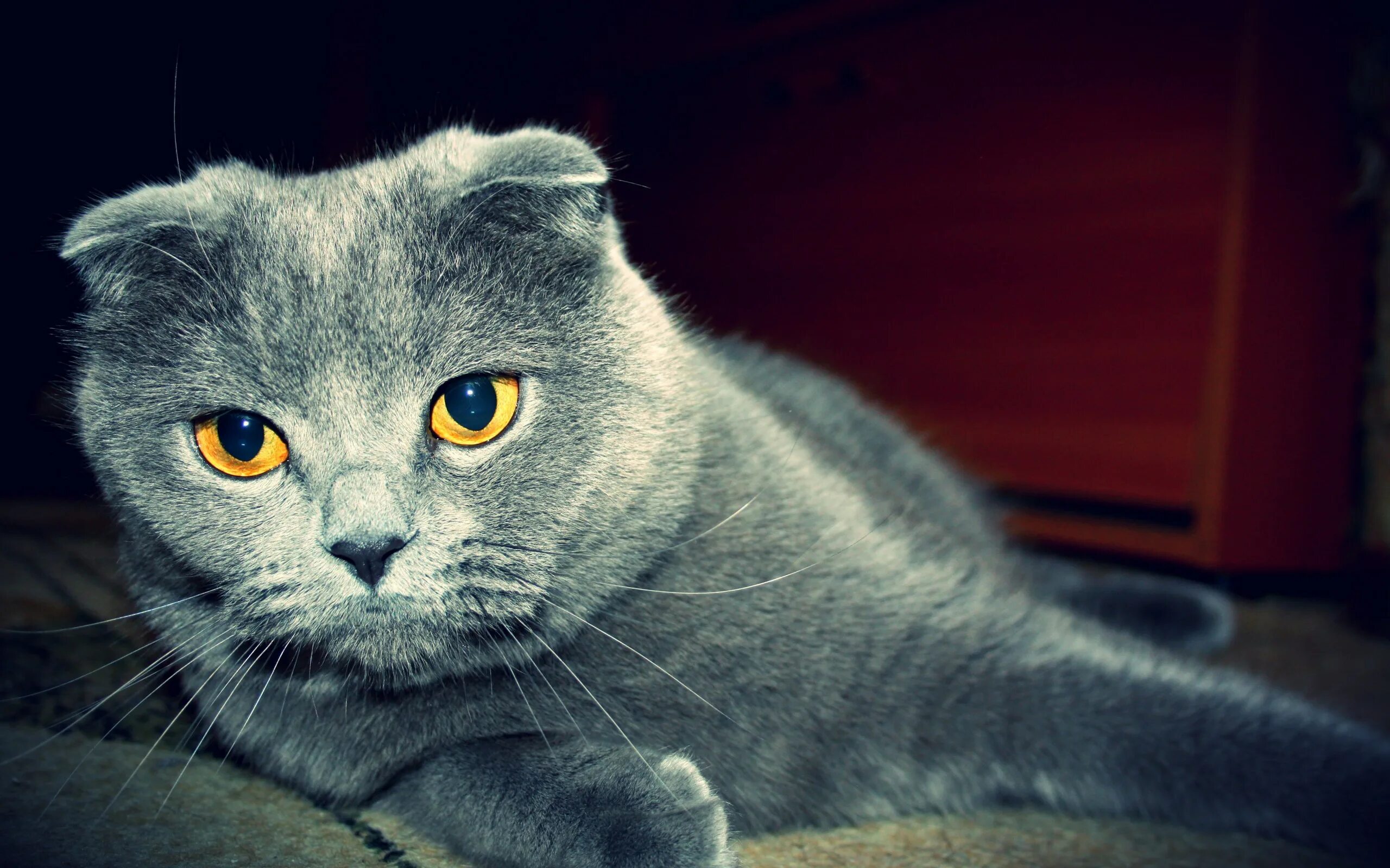 Почему шотландская вислоухая кошка. Британские вислоухие коты. Шотландские вислоухие коты. Британец кошка вислоухая. Шотландский вислоухий кот серый.