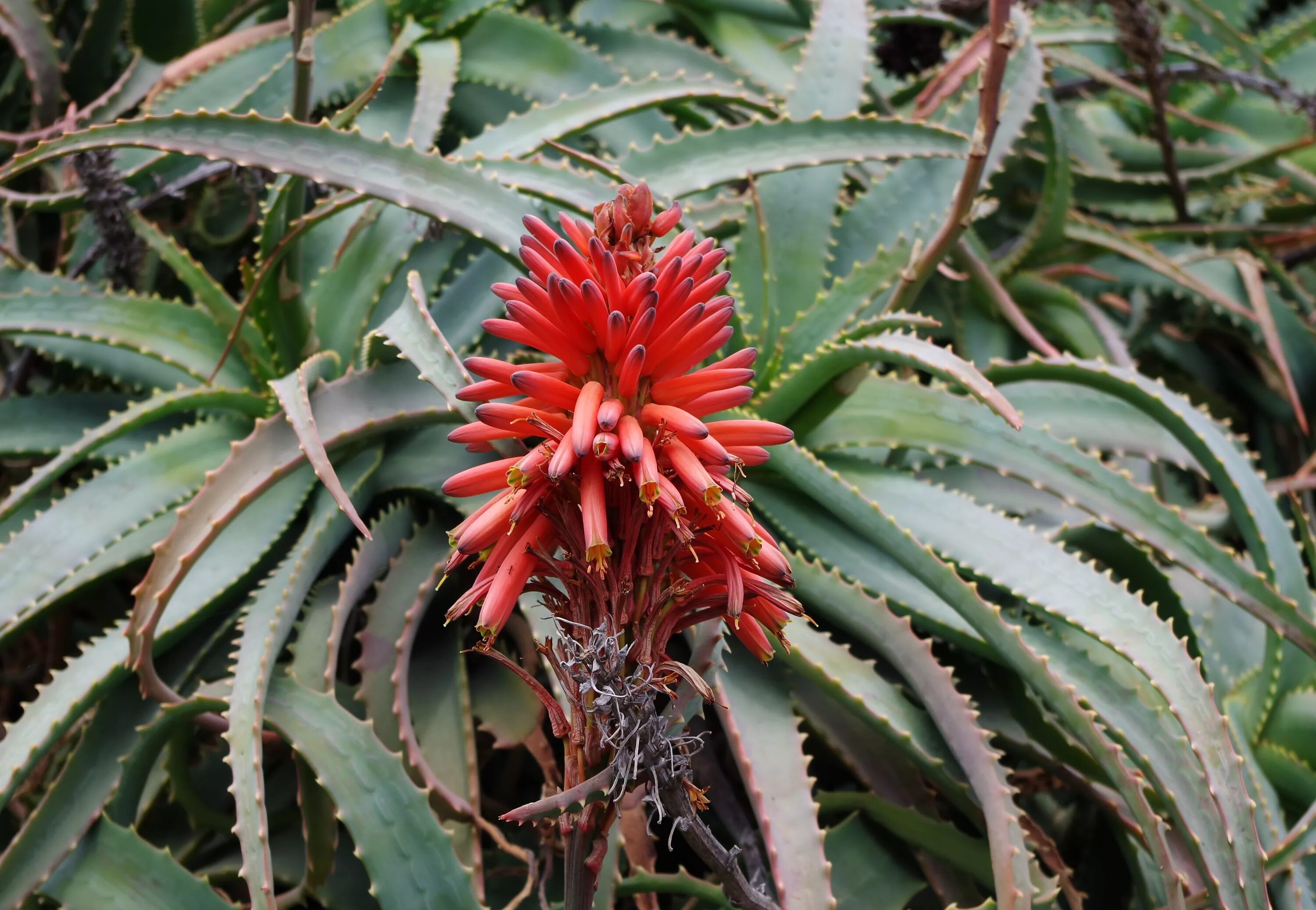 Алоэ древовидное столетник. Алоэ древовидное (Aloe arborescens). Алое древовидное столентий. Алоэ столетник Бабушкин.