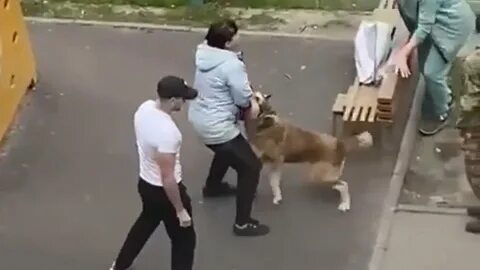 Собаки напали на ребенка