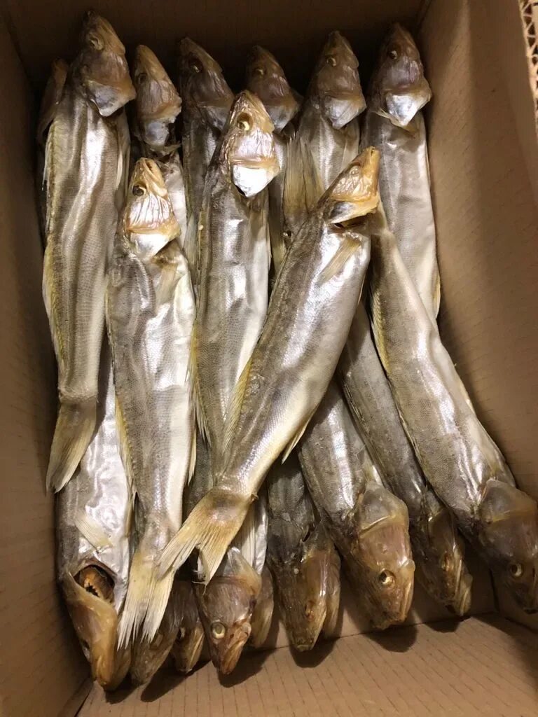 Продам судака. Продам судака. Рыба в ассортименте. Продам судака. Свежемороженый 12кг.