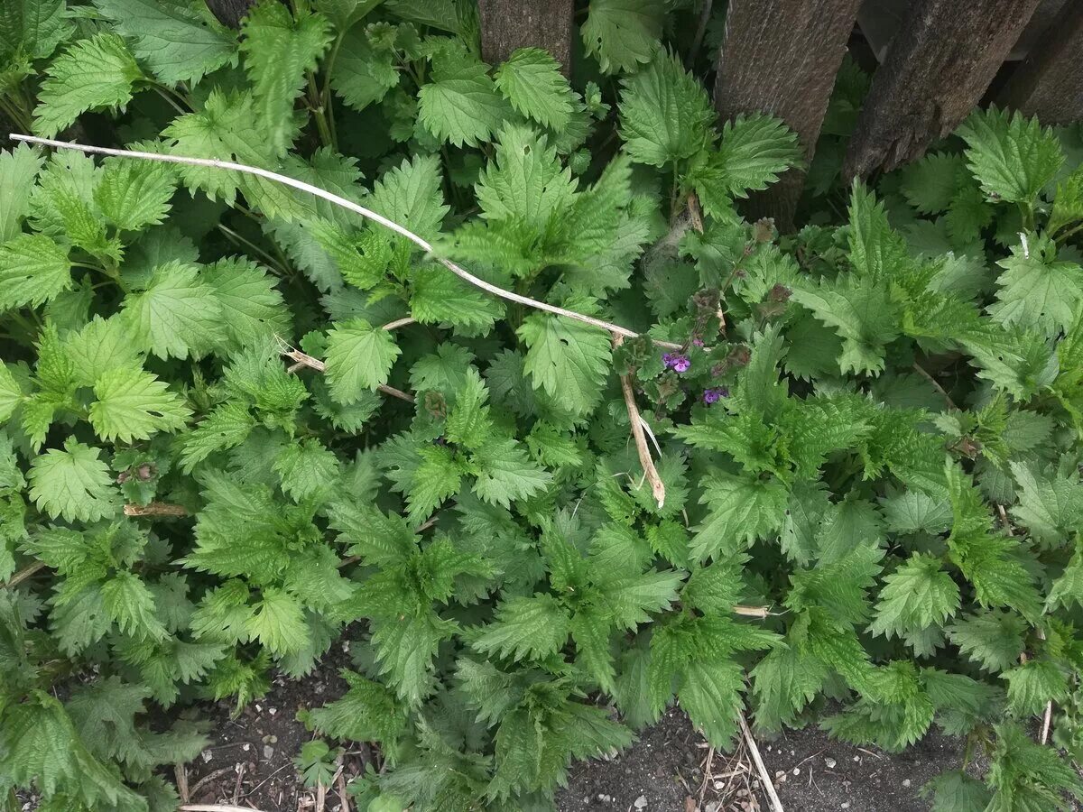 Село крапива. Крапива коноплевая (Urtica cannabina).. Крапива Сибирская. Исянгуловская крапива. Татарская крапива.