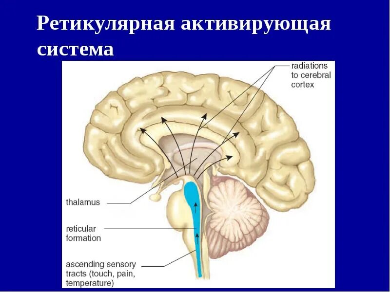 Ретикулярная формация мозгового ствола. Ретикулярная система головного мозга. Восходящая активирующая система ретикулярной формации. Ретикулярная формация активирующая система головного мозга.